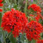 Lychnis Maltese Cross - Striking red 3-inch flower globes against bright green, lance-shaped leaves, borne on stiffly erect stems. Plant in masses for the optimum wow factor. - Click for more details!